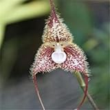 ``Hot `Hot selling 100pcs Peru Monkey Face Orchid Flower Seeds Phalaenopsis Bonsai Flower Plant Seed