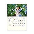 新日本カレンダー 2019年 柴犬まるとおさんぽ カレンダー 壁掛け NK35 (2019年 1月始まり)