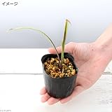 (山野草)ヒメタカサゴユリ(姫高砂百合)苗 3号(1ポット) 本州・四国限定[生体]