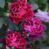 バラ苗 オデュッセイア 国産大苗裸苗 四季咲き大輪 赤系　ロサ オリエンティス