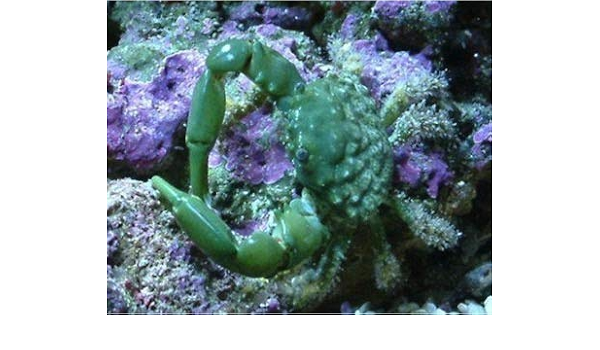 海水魚 カニ ｂ品 エメラルドグリーンクラブ ３匹 3 0円