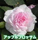 お好きな色を選んでね カリフォルニアローズ フィエスタ　 １株【アップルブロッサム】