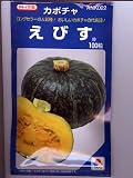 カボチャ　タキイ交配　えびす 　タキイのカボチャ種です