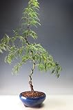 盆栽　青シダレモミジ/もみじの鉢植え盆栽