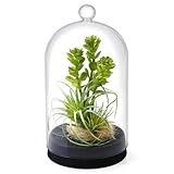GREENPARK 多肉植物ミックスB ガラスドームL 造花 フェイクグリーン