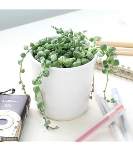 1ポット495円 グリーンネックレス斑入り 9cmポット 日本花キ流通 多肉植物 se斑入りグリーンネックレス 多肉植物 9cm