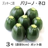 ズッキーニ 苗 パリーノネロ