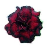 40 Fresh seedsアデニウム アラビカム オベスム 砂漠のバラ種子(40粒)塊根植物種子Adenium obesum Desert Roses seeds no314-TRIPLE-BLUE