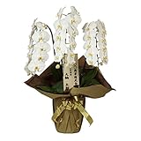 花市場直送便 大輪胡蝶蘭 3本立ち 30~36輪 スタンダード白 金ラッピング 立て札付き