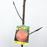 桃 苗木 川中島白桃 12cmポット苗 かわなかじまはくとう もも 苗 モモ