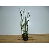 【25ポットセット】 トクサ 10.5cmポット とくさ 砥草 木賊 苗木 植木 苗 庭木 生け垣