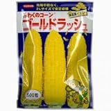 とうもろこし 種 【 ゴールドラッシュ 】 種子 小袋（約500粒）