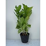 【20本セット】 ヤマアジサイ（青） 樹高0.4m前後 15cmポット あお 山紫陽花 やまあじさい 苗木 植木 苗 庭木 生け垣