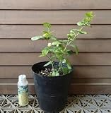 ジャスミン　ヤエマツリカ（八重茉莉花、ピカケ八重咲き）（5寸鉢）