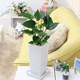 アンスリウム（アンスリューム） 「ピンク」 6号 ホワイトスクエア陶器鉢