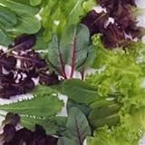 国華園　野菜たね　ベビーリーフ　レタスいろいろミックス　1袋(20ml入)【※発送が国華園からの場合のみ正規品です】