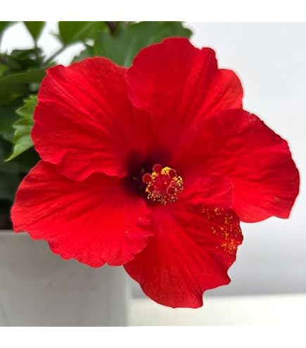 Amazon.co.jp: ハイビスカス 一重咲き 2色寄せ植え ニューロングライフ