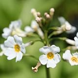 白花クリンソウ