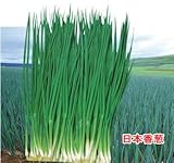 日本だけでは根菜の栄養小さなエシャロット種子100seed