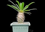 【多肉植物／塊根植物】Pachypodium★パキポディウム 種子５粒 コーデックス (Fiherenense) [並行輸入品]