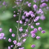 八重咲きシキンカラマツ