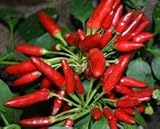 Chili Red Finger - Hot Pepper Red Finger - 10 seeds