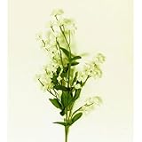 Bulk Buy : Darice DIYクラフトダブルGypsophila / Baby 's Breathスプレークリームホワイト( 12パック) ds-104 – 29