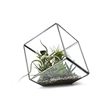 【DETAIL】Geo Terrarium　テラリウム (L)