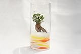 【土を使っていないから衛生的でお手入れ簡単】　観葉植物　ガジュマル　ハイドロカルチャー　丸ロング　アクアサンド　黄×オレンジ