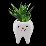 植物 卓上植物 花瓶 花器 陶器 歯型 可愛い 特別なデザインミニ 多肉 多肉花瓶 植物容器 フラワーギフト　