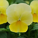 ビオラ：ソルベ　レモンシフォン3～3.5号ポット 12株セット ノーブランド品