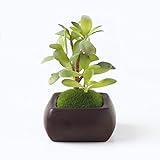 Kishima Wa Bonsai・和盆栽 消臭アーティフィシャルグリーン 角鉢タイプ カネノナルキ