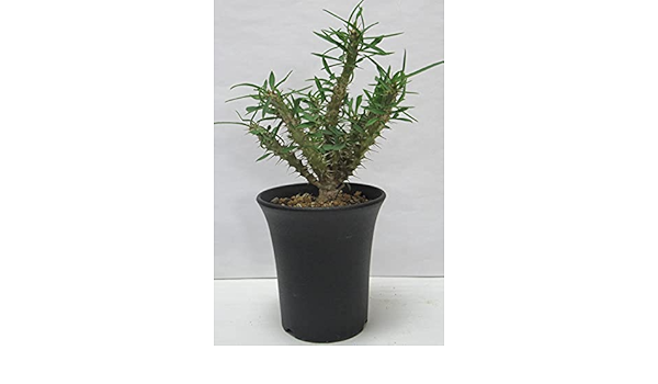 Amazon 多肉植物 ユーフォルビア 塊根花キリン ミリー ３号鉢 観葉植物 オンライン通販