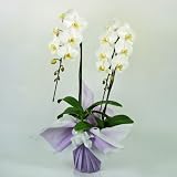 赤平長持ち胡蝶蘭 大輪白2本立ち18輪以上 供花ラッピング仕様