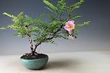 盆栽　箱根サンショウバラの鉢植えミニ盆栽　今年の開花は終わっております。