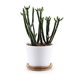 T4U 8.5CM 陶器鉢 白 円形 シンプルデザイン 植木鉢 多肉植物 サボテン鉢 竹トレイ付き
