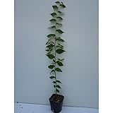 【10本セット】 ケヤキ 樹高0.5m前後 10.5cmポット けやき 欅 苗木 植木 苗 庭木 生け垣