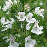 セイボリー 60粒