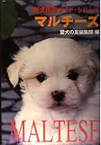 マルチーズ (新犬種別ガイド・シリーズ)