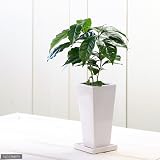 (観葉)コーヒーの木 陶器鉢植え ～タワーS WH～ 受け皿付き 本州・四国限定[生体]
