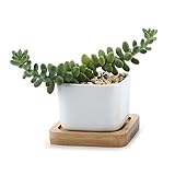 T4U 5.3CM 陶器鉢 白 ミニ スクエア 植木鉢 多肉植物 サボテン鉢 竹トレイ付き
