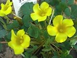 花苗　オキザリス「マンジャノ」球根植物　3,5号ラベル付き苗
