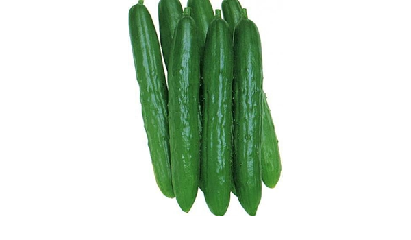 Amazon キュウリ苗 北進 節成 3号ポット15株セット 野菜苗 野菜