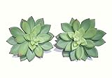 TomYumKung 2 x 5" Echeverias, Artificial Succulents