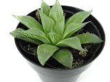 多肉植物　ハオルチア　10ｃｍポット苗