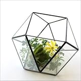 テラリウム ガラス 小物入れ アイアン 観葉植物 多肉植物 サボテン 観賞 ディ スプレイ かわいい インテリア 小さなガラスのテラリウムB [spc6430]