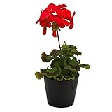 花市場直送便 花苗 ゼラニューム 赤 8入