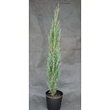 セイヨウビャクシン(西洋柏槇)・ブルーアロー コニファー 鉢植え 植木 苗木