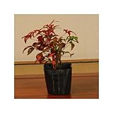 苗：おたふく南天