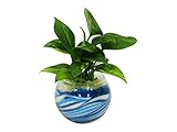 花市場直送便 ポトス(カラーサンド植え) バブルボール10cm ブルー